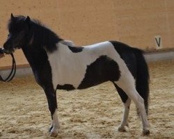 Zuchtstute Flowergirl (Shetland Pony, 2010, von Flamingo)