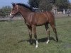 broodmare Co Co - Cornet (Westphalian, 2016, from Cornet's Prinz)