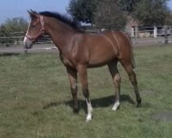 broodmare Co Co - Cornet (Westphalian, 2016, from Cornet's Prinz)