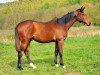 dressage horse Kaiserjäger 5 (Trakehner, 2013, from Showmaster)