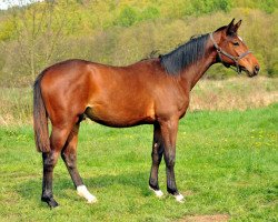 dressage horse Kaiserjäger 5 (Trakehner, 2013, from Showmaster)