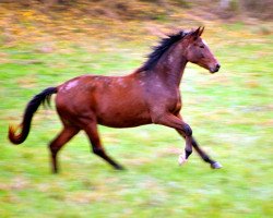 dressage horse Klassic Twist (Trakehner, 2014, from Oliver Twist)