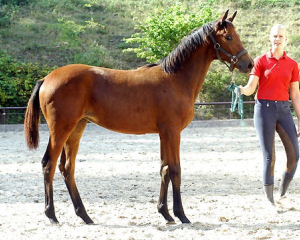 dressage horse Stute von Summertime x Freudenfest (Trakehner, 2009, from Summertime)