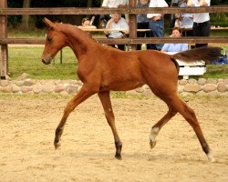 dressage horse Kaarina (Trakehner, 2016, from High Motion 2)