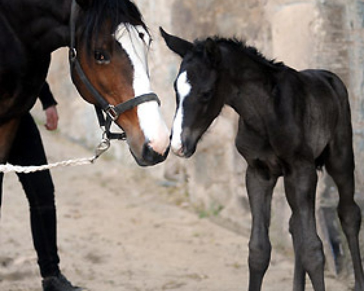 horse Hengst von Symont (Trakehner, 2011, from Symont)