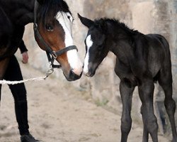 horse Hengst von Symont (Trakehner, 2011, from Symont)