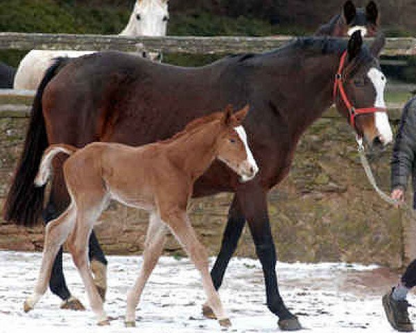 jumper Hengst von Kostolany (Trakehner, 2004, from Kostolany)