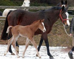 Springpferd Hengst von Kostolany (Trakehner, 2004, von Kostolany)