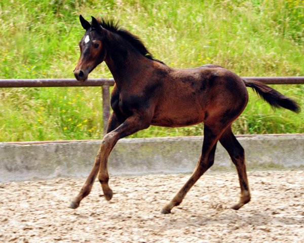 Zuchtstute Valentine (Trakehner, 2016, von High Motion 2)