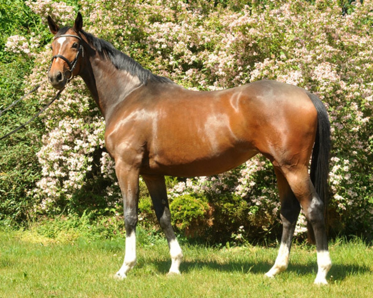 broodmare Val de Vienne (Trakehner, 2009, from Exclusiv)
