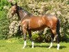 broodmare Val de Vienne (Trakehner, 2009, from Exclusiv)