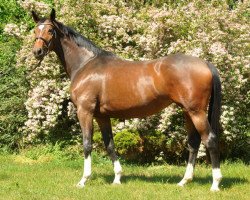 broodmare Val de Vienne (Trakehner, 2009, from Exclusiv)