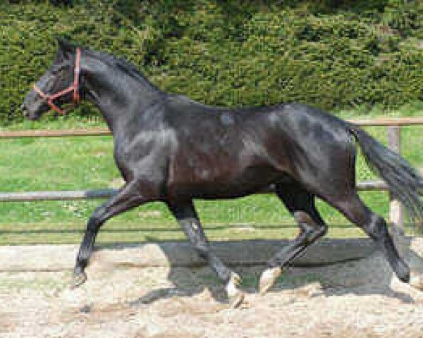 Pferd Victor (Trakehner, 2002, von Alter Fritz)