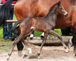 Springpferd Stute von Exclusiv (Trakehner, 2010, von Exclusiv)