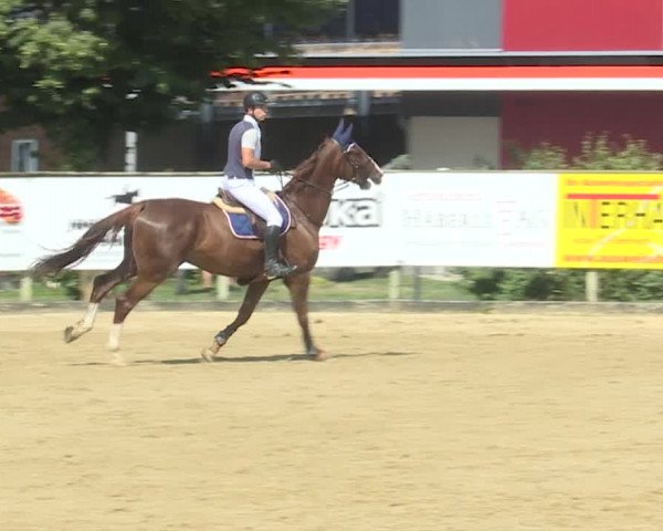 Reitturnier Dagmersellen 2019