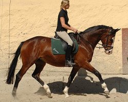 broodmare Guendita (Trakehner, 2004, from Alter Fritz)