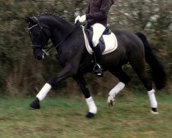 horse Bacardi (German Riding Pony, 1999, from Probesprung)