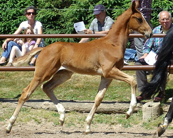 dressage horse Hengst von Freudenfest (Trakehner, 2009, from Freudenfest)