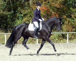 broodmare Schwalbenmagie (Trakehner, 2007, from Exclusiv)