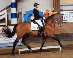 dressage horse Savinio 2 (Trakehner, 2009, from Exclusiv)