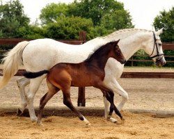 dressage horse Thaliano (Trakehner, 2014, from Oliver Twist)