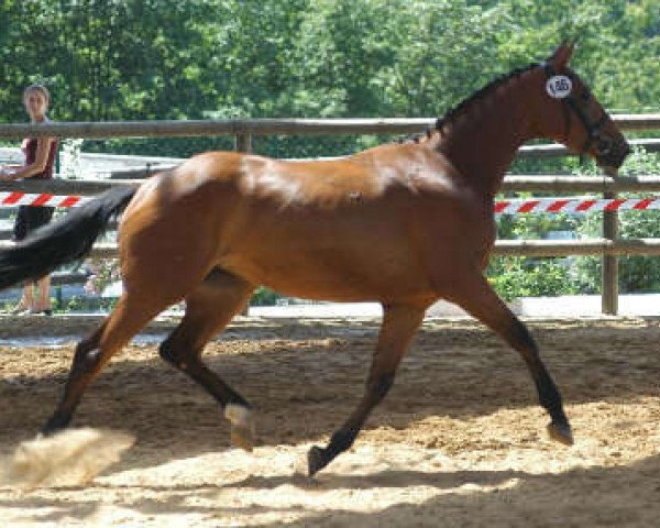 Zuchtstute Theresa IX (Trakehner, 2003, von Schwadroneur)