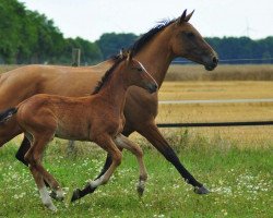 Zuchtstute Gayana J (Deutsches Sportpferd, 2015, von Graf Top)