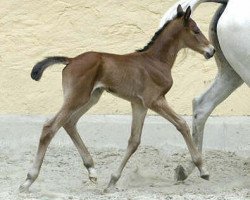 dressage horse Stute von Summertime (Trakehner, 2004, from Summertime)