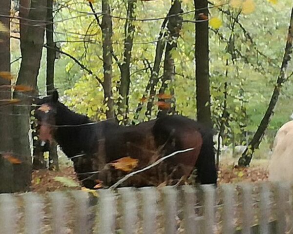 stallion Finlay J (German Warmblood, 2015, from Fürstenhof)