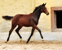 dressage horse Taminn (Trakehner, 2016, from Oliver Twist)