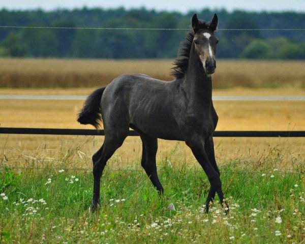 jumper Foxrock (Little German Riding Horse, 2015, from Foxattac)
