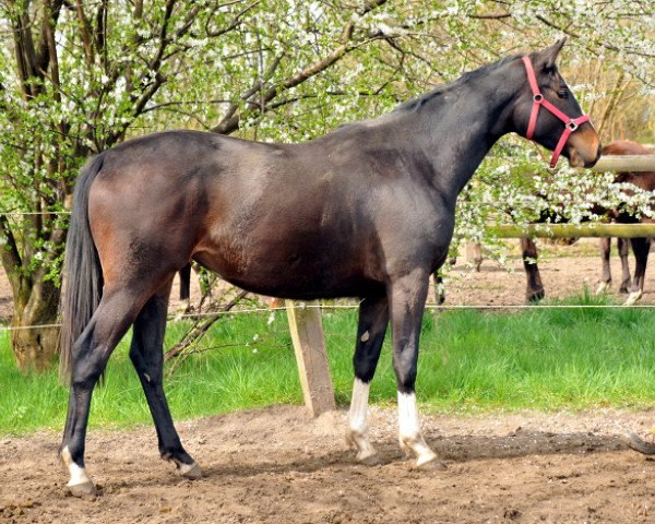 dressage horse Thirazón (Trakehner, 2013, from Grand Corazon)
