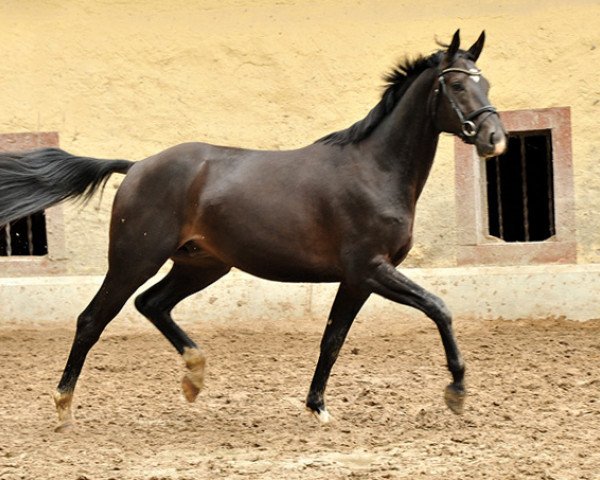 dressage horse Theo Taskmaster (Trakehner, 2012, from Summertime)
