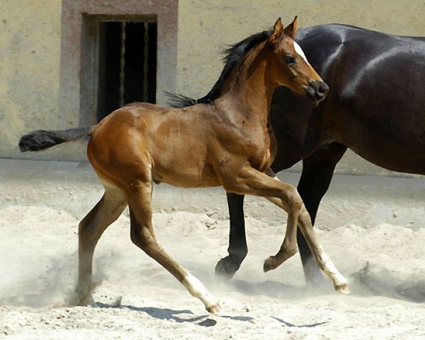 horse Hengst von Ibisco xx x Enrico Caruso (Trakehner, 2010, from Ibisco xx)