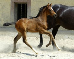 Pferd Hengst von Ibisco xx x Enrico Caruso (Trakehner, 2010, von Ibisco xx)