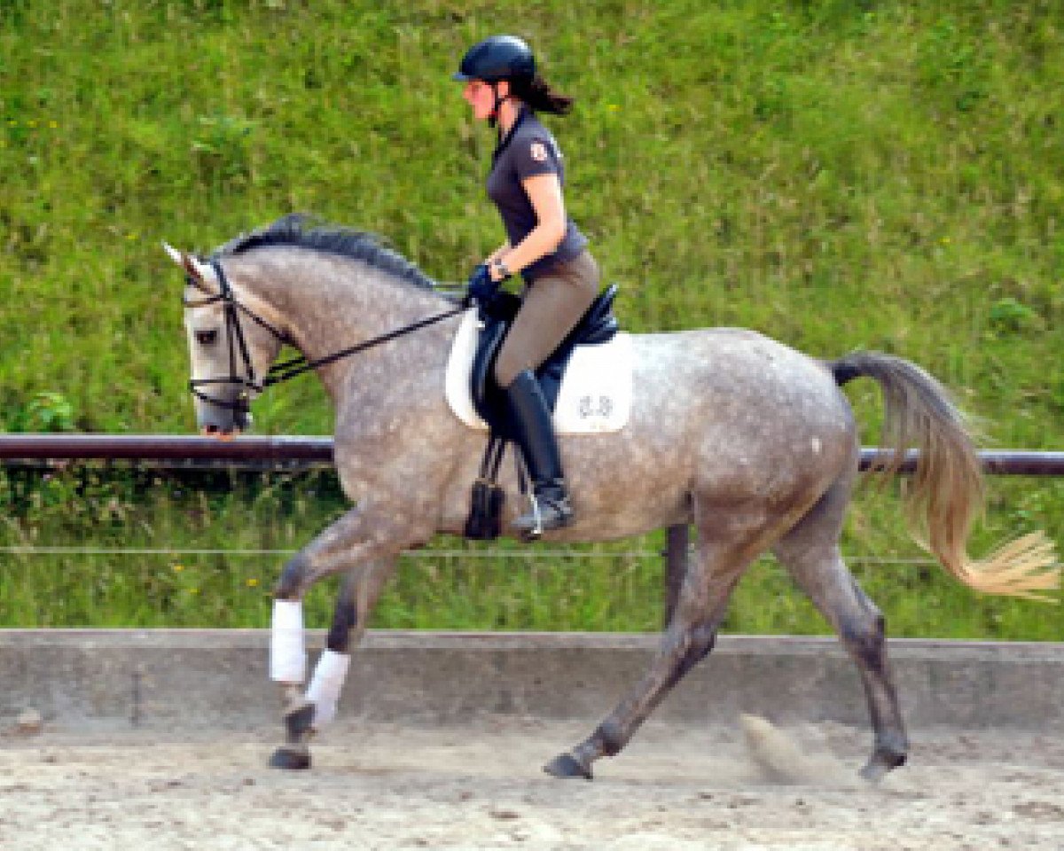 Springpferd Tilly 30 (Trakehner, 2009, von Leonidas)