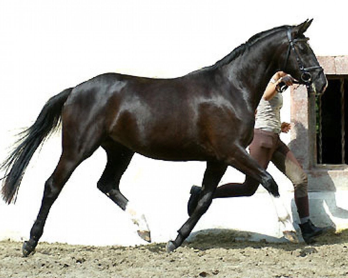 broodmare Thirica (Trakehner, 2005, from Enrico Caruso)