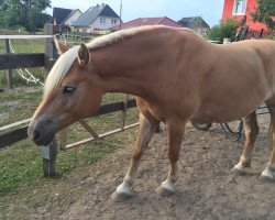 horse Chari 7 (Haflinger,  )