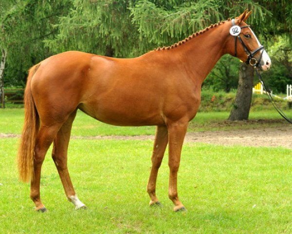 broodmare Thirilou (Trakehner, 2009, from Shavalou)