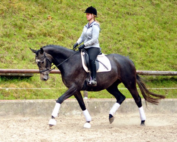 broodmare Tea and Sugar (Trakehner, 2012, from Exclusiv)