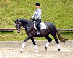 broodmare Tea and Sugar (Trakehner, 2012, from Exclusiv)