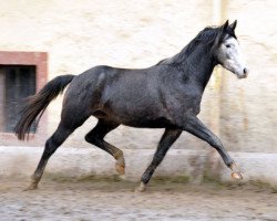 jumper Tea for Two (Trakehner, 2011, from Saint Cyr)