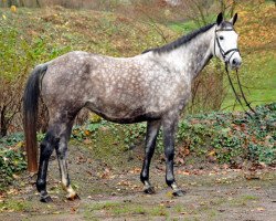 Zuchtstute Teatime (Trakehner, 2007, von Summertime)