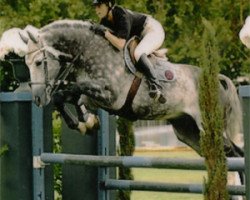 Springpferd Phoenix Toltien (KWPN (Niederländisches Warmblut), 1997, von Burggraaf)