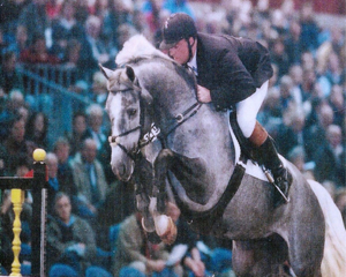 horse Newton Toltien (KWPN (Royal Dutch Sporthorse), 1995, from Voltaire)