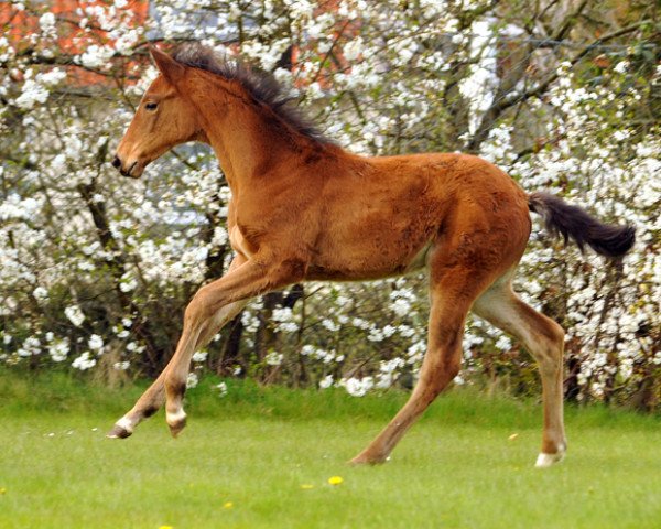 dressage horse Kalena (Trakehner, 2016, from Honoré du Soir)