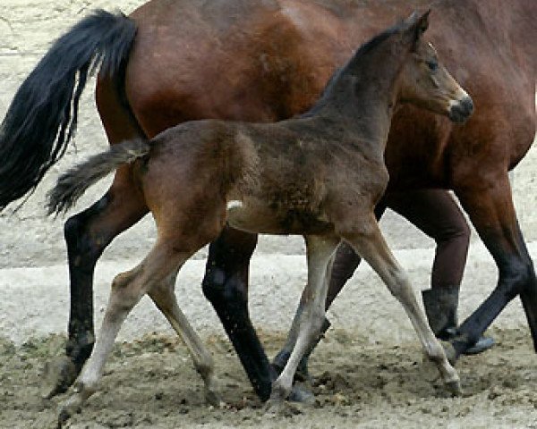 horse Hengst von Monteverdi (Trakehner, 2009, from Monteverdi)