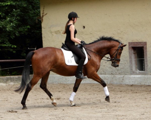 jumper Killarney 12 (Trakehner, 2011, from Saint Cyr)