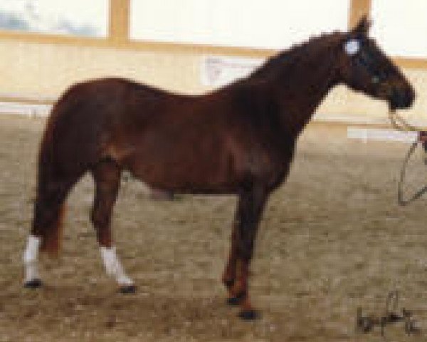 Pferd Kelts Bellevue (Deutsches Reitpony, 2001, von Kelts de Angelo)