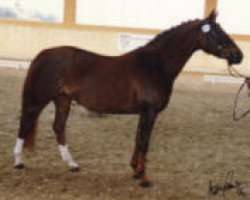 Pferd Kelts Bellevue (Deutsches Reitpony, 2001, von Kelts de Angelo)